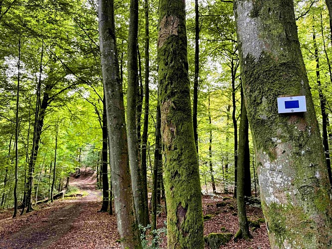 Sainthubert_promenade_de_la_bilaude©MTFSH-TEXTO Pascal Willems (25)