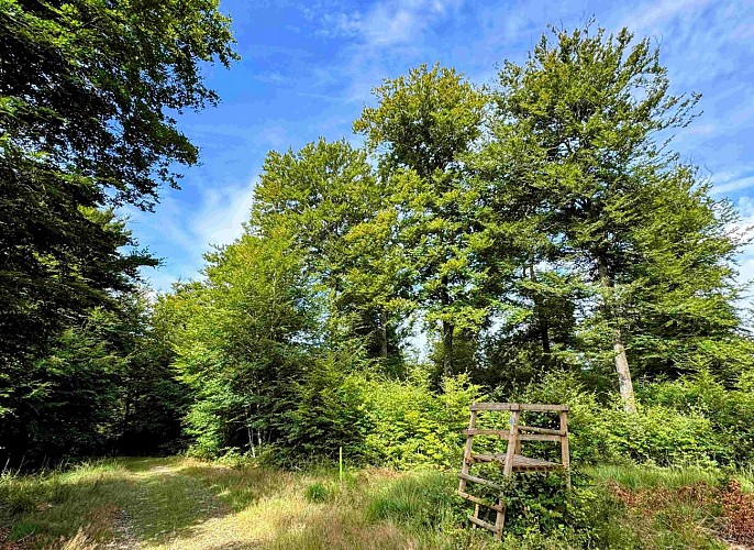 Sainthubert_promenade_de_la_bilaude©MTFSH-TEXTO Pascal Willems (48)