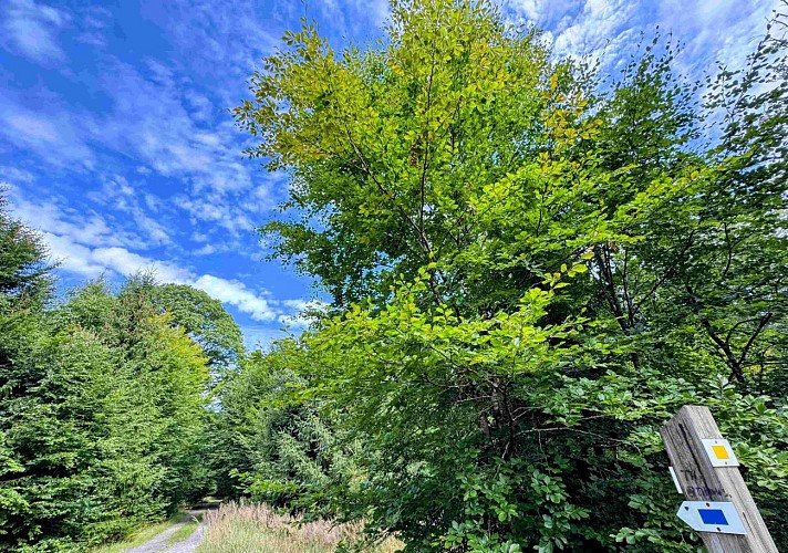 Sainthubert_promenade_de_la_bilaude©MTFSH-TEXTO Pascal Willems (78)