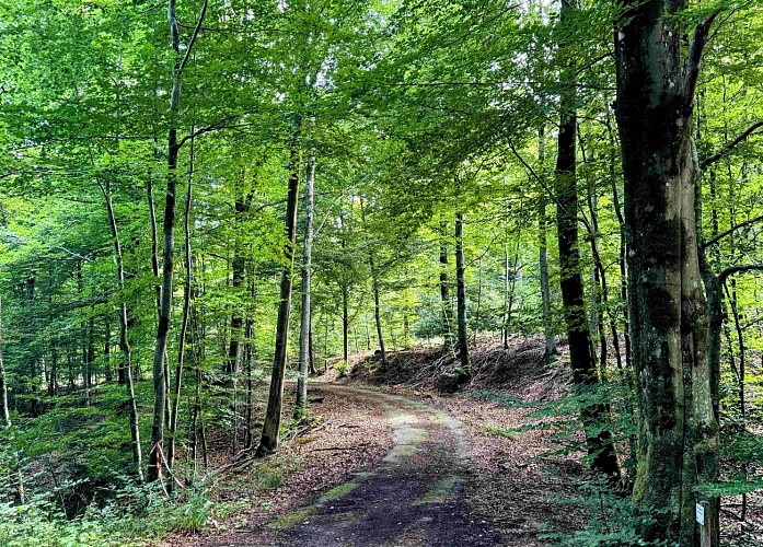 Sainthubert_promenade_de_la_bilaude©MTFSH-TEXTO Pascal Willems (7)