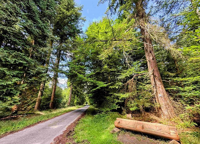 Sainthubert_promenade_de_la_bilaude©MTFSH-TEXTO Pascal Willems (105)