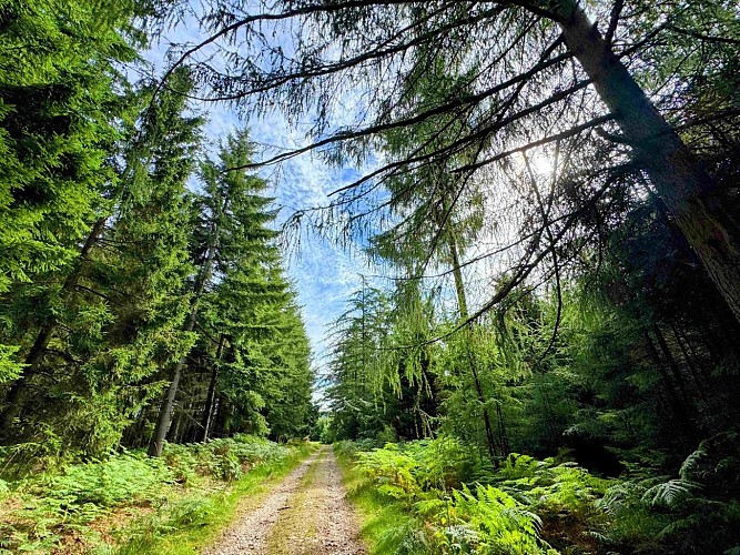 Sainthubert_promenade_de_la_bilaude©MTFSH-TEXTO Pascal Willems (128)