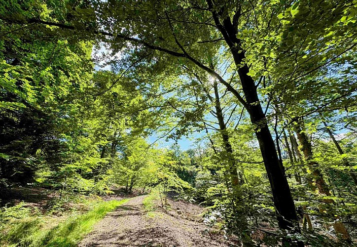 Sainthubert_la_masblette©MTFSH-TEXTO Pascal Willems (57)