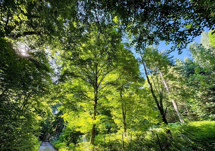 Sainthubert_la_masblette©MTFSH-TEXTO Pascal Willems (310)