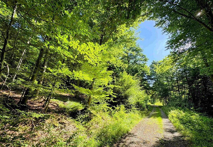 Sainthubert_la_masblette©MTFSH-TEXTO Pascal Willems (156)