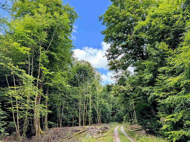 Sainthubert_la_masblette©MTFSH-TEXTO Pascal Willems (302)