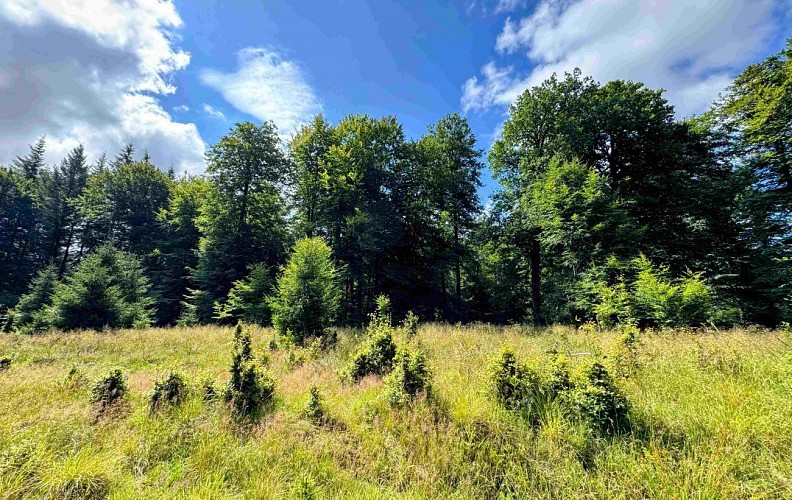 Sainthubert_la_masblette©MTFSH-TEXTO Pascal Willems (270)