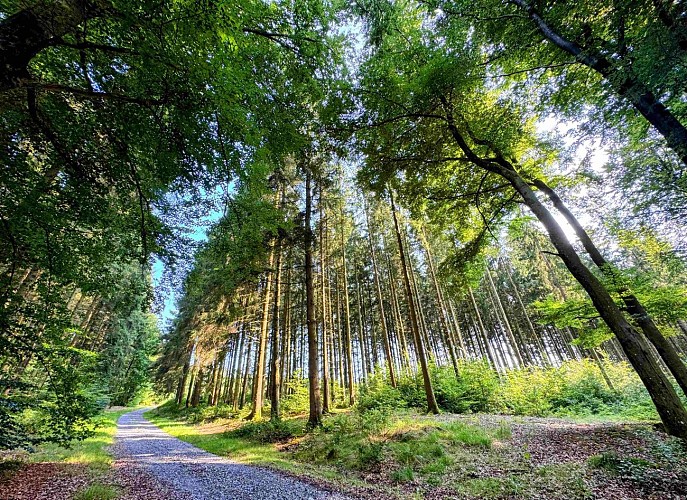 Libramont_promenade_entreremagneetfreux©MTFSH-TEXTO Pascal Willems (52)