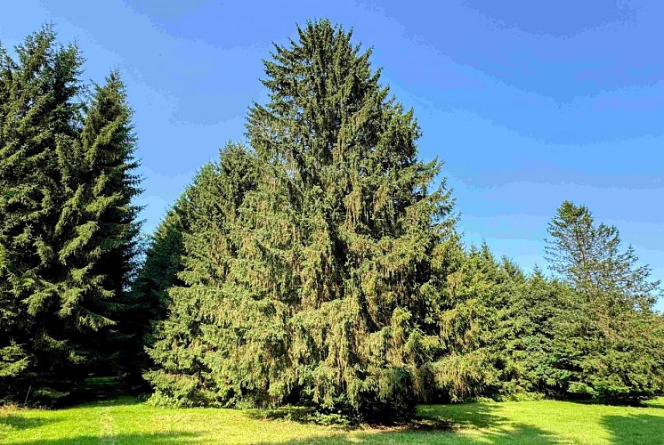 Libramont_promenade_entreremagneetfreux©MTFSH-TEXTO Pascal Willems (48)