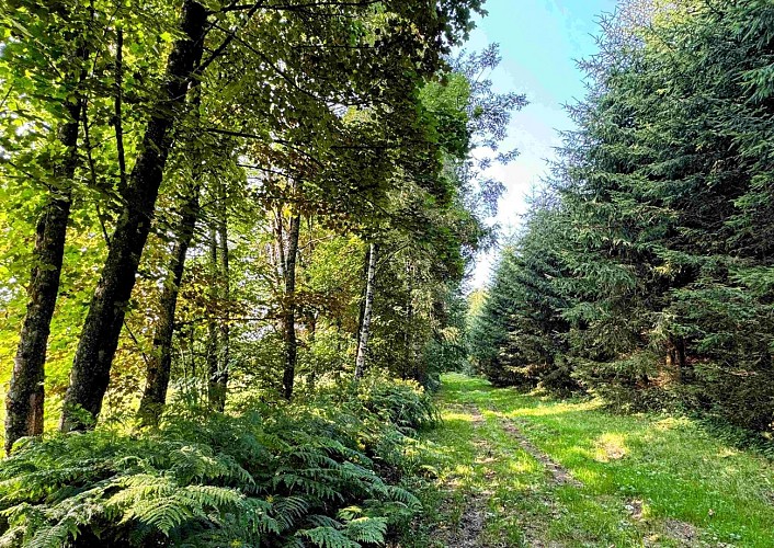 Libramont_promenade_entreremagneetfreux©MTFSH-TEXTO Pascal Willems (90)