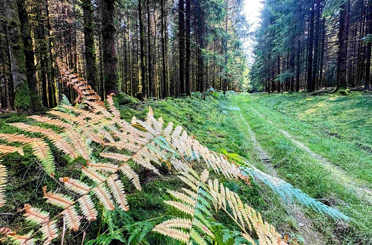 Libramont_promenade_entreremagneetfreux©MTFSH-TEXTO Pascal Willems (16)