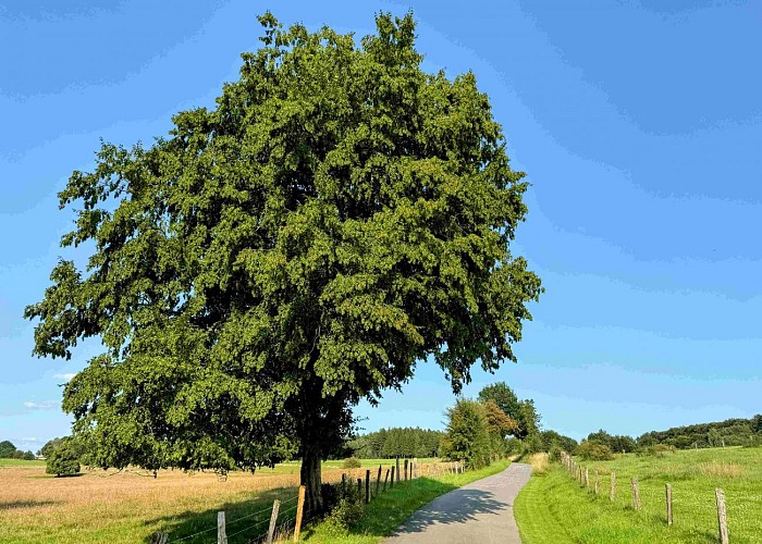 Libramont_promenade_entreremagneetfreux©MTFSH-TEXTO Pascal Willems (28)