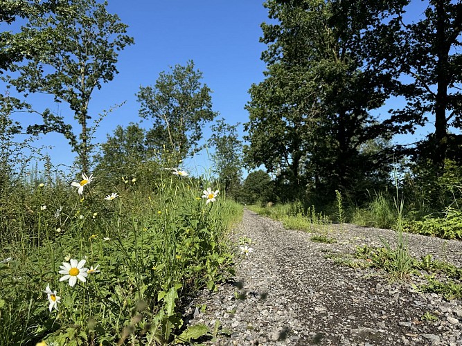 Libramont-pre-ravel©MTFSH-TEXTO_Pascal_Willems_(131)