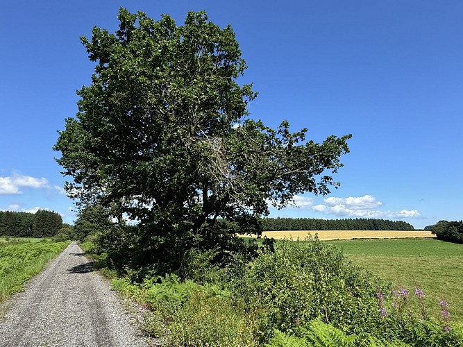 Libramont-pre-ravel©MTFSH-TEXTO_Pascal_Willems_(153)