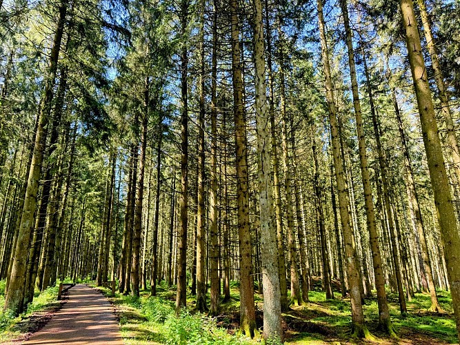 Circuit-vtt-seviscourt-libramont©MTFSH_TEXTO_Pascal_Willems_(76)