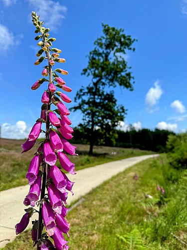 Circuit-vtt-seviscourt-libramont©MTFSH_TEXTO_Pascal_Willems_(8)