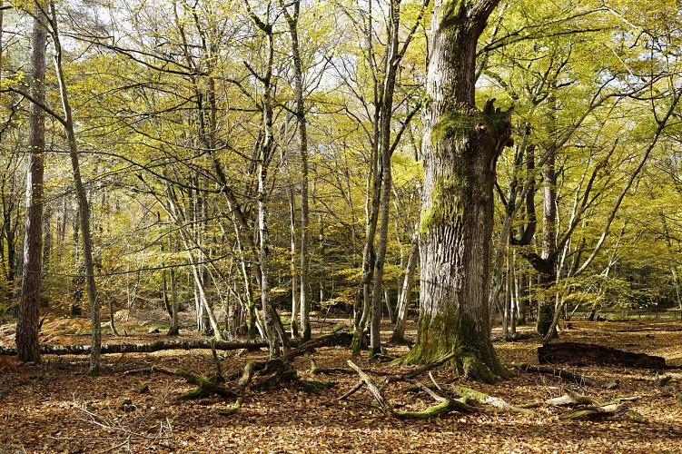 Sentier des peintres, le dormoir de Lantara
