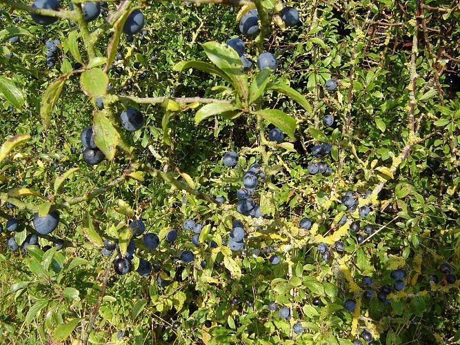 Sentier de la Motte Castrale