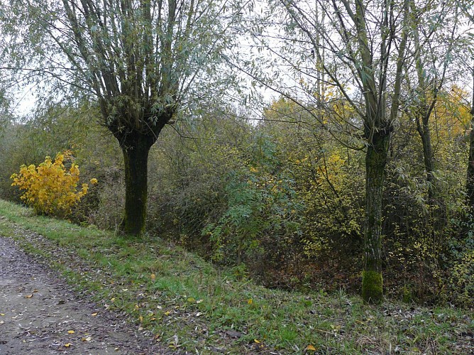 Sentier de La Glaisière de Nesles