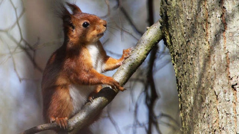 Sentier de La Pomme d'Or