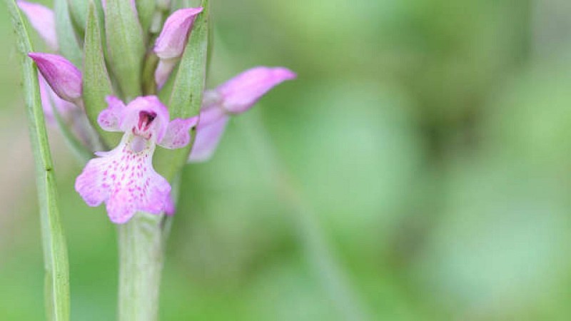 Sentier de La Pomme d'Or