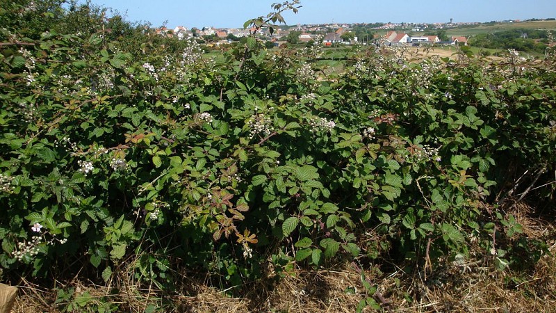 Sentier Les Deux Wims
