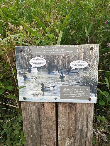 Site naturel d'Ecault : le sentier du Marais