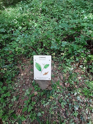 Site naturel d'Ecault : le sentier du Communal d'Ecault