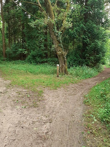 Site naturel d'Ecault : le sentier des Grands Pins