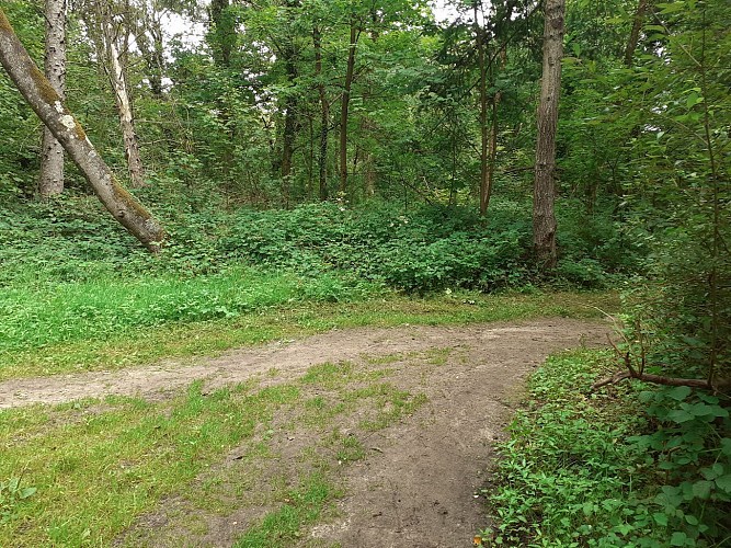Site naturel d'Ecault : le sentier des Grands Pins