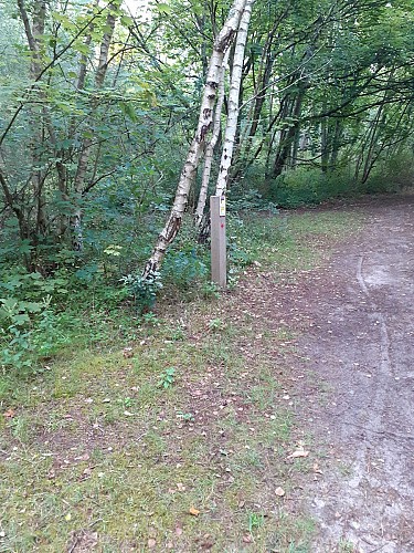 Site naturel d'Ecault : le sentier des Ifs