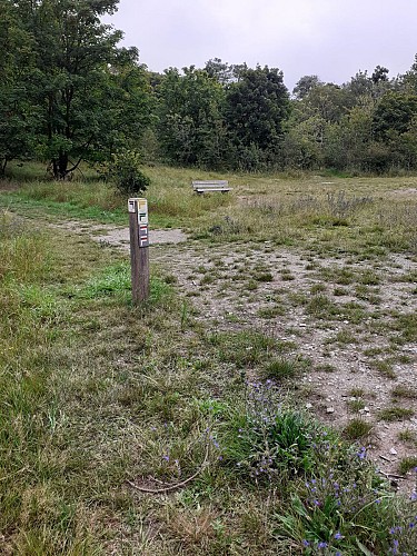 Site naturel d'Ecault : le sentier des Ifs
