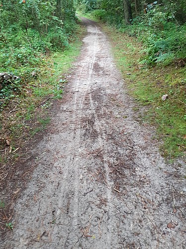 Site naturel d'Ecault : le sentier des Ifs