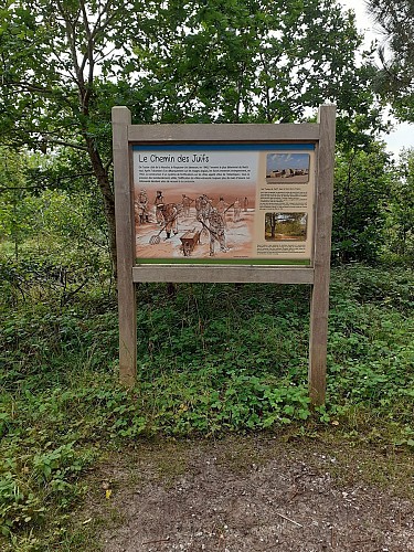 Site naturel d'Ecault : le sentier des Ifs