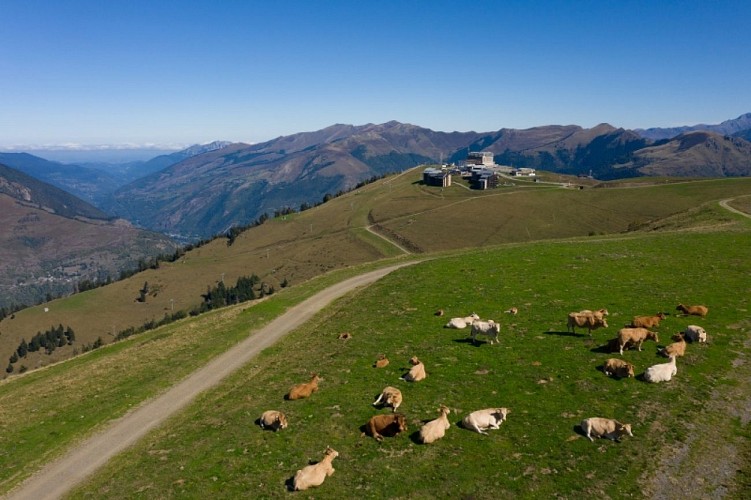 superbagnères vaches