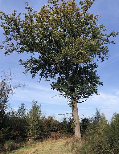 Du Bois de Neuville au Bois de la Vecquée - Val et Oli