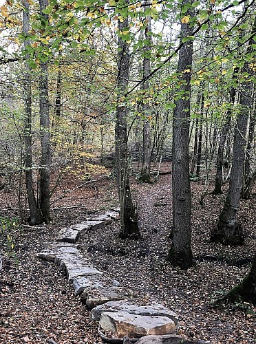 Du Bois de Neuville au Bois de la Vecquée - Val et Oli