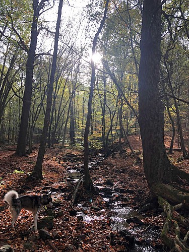 Du Bois de Neuville au Bois de la Vecquée - Val et Oli