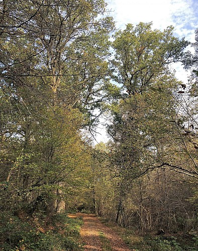 Du Bois de Neuville au Bois de la Vecquée - Val et Oli