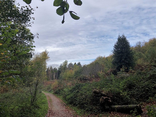 Bois de Hal - Val et Oli