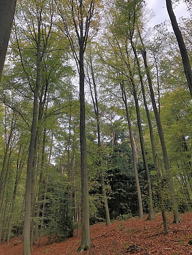 Bois de Hal - Val et Oli