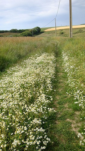Sentier du Grand Alprech