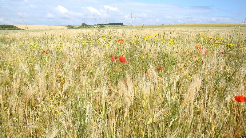 Sentier du Grand Alprech