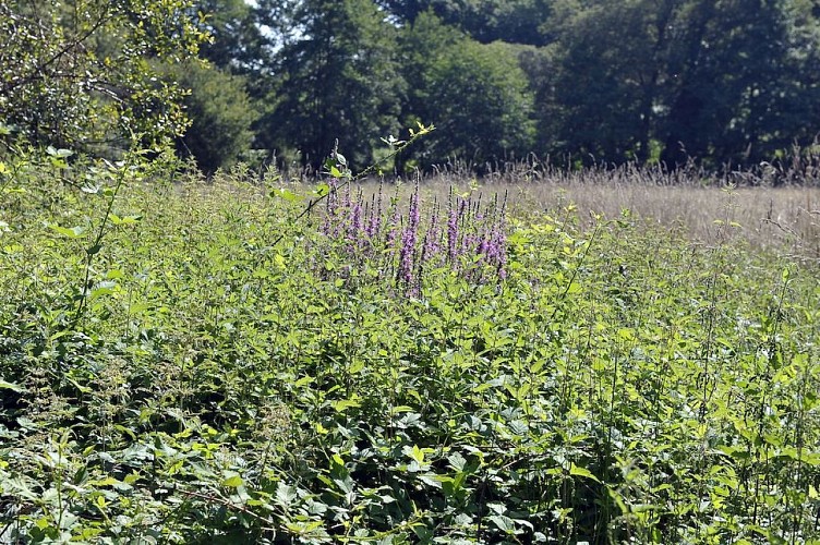 Circuit des ruisseaux_4