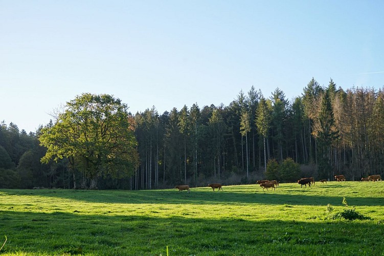 Randonnée - les hauts de Saint-Nabord