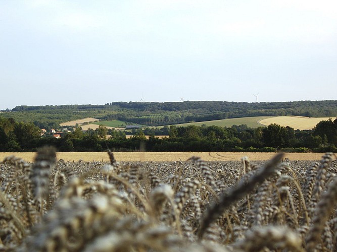 N°25 - Les Sarts - Parcours officiel - VIGILANCE CHASSE DU 21/09/2025 AU 28/02/2026