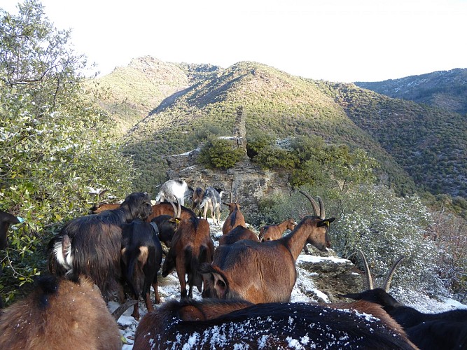 Espace Cyclosport Massif de l'Aigoual - Circuit 14