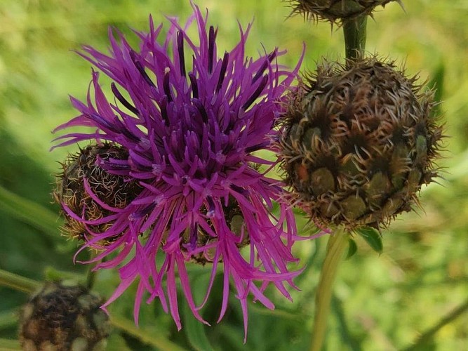 Espace Cyclosport Massif de l'Aigoual - Circuit 15