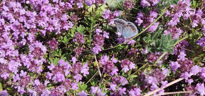 Arborétum de St Sauveur des Pourcils