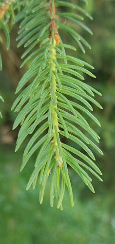 Arborétum de St Sauveur des Pourcils